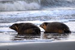 groepsaccommodatie zeeland luxe 